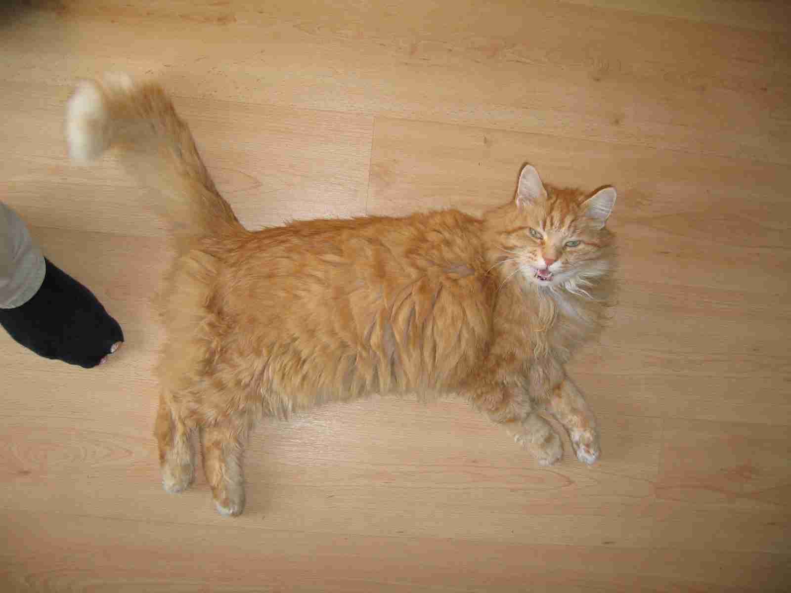 samson
