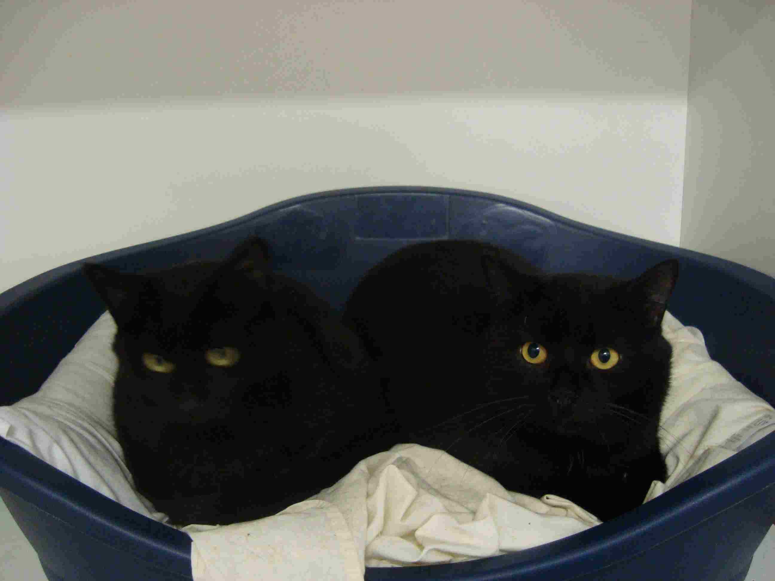 Toby and Topsy